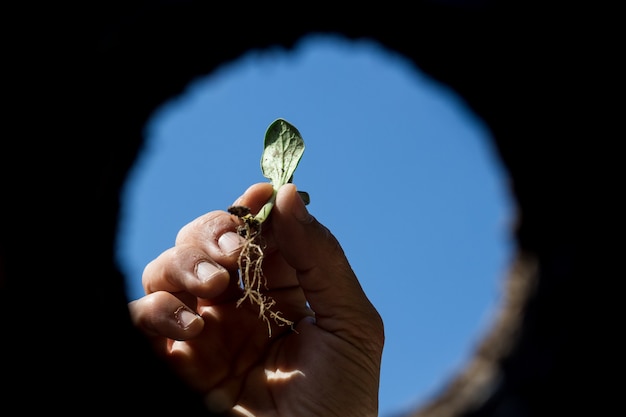 A close-up shot of a hand planting a sapling in fertile soil. The background is slightly blurred, showing a field with other young trees. This image represents reforestation and conservation efforts, symbolizing growth and environmental stewardship.